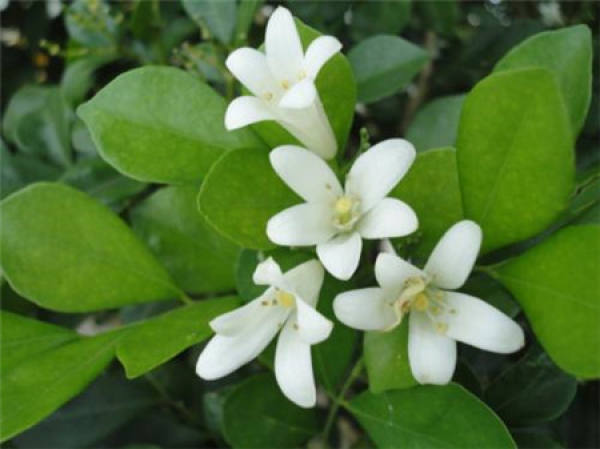 thyme plant
