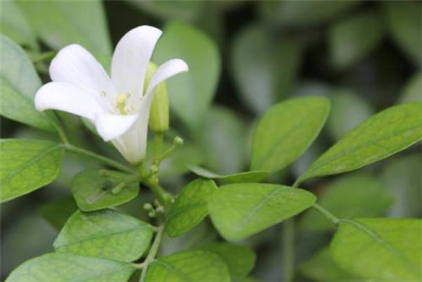 Murraya paniculata blossom