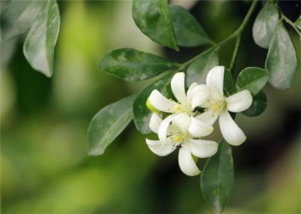 thyme plant