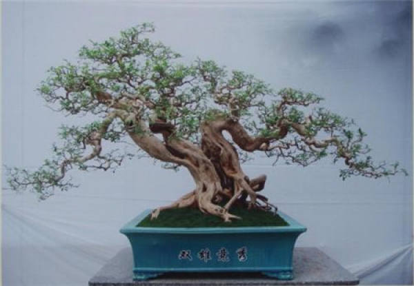 Potted Murraya paniculata