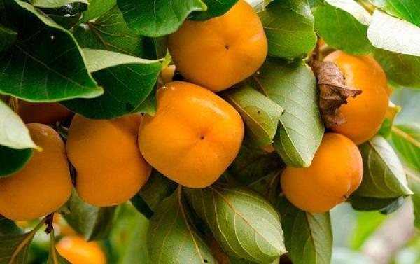 Persimmon tree