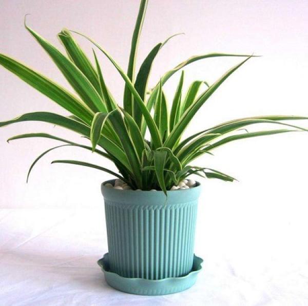 Phnom Penh Chlorophytum