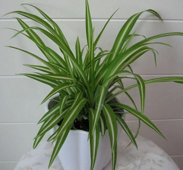 Pot of gold-rimmed chlorophytum