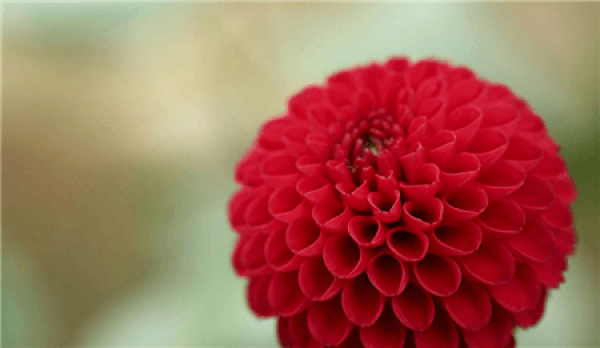 Red Dahlia