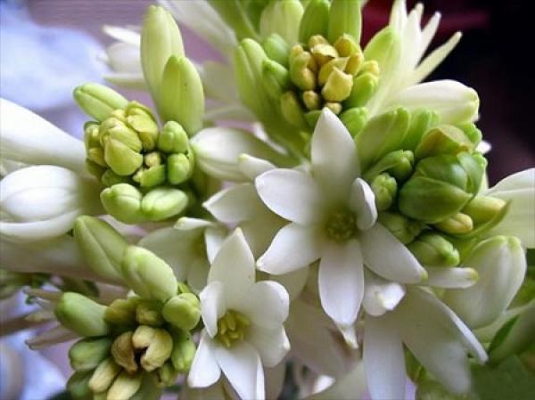 Tuberose flower