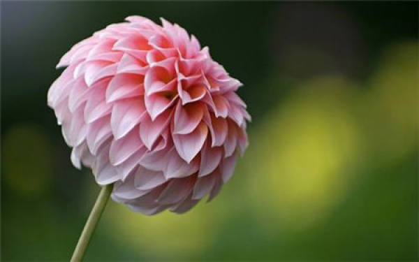 Pale Dahlia