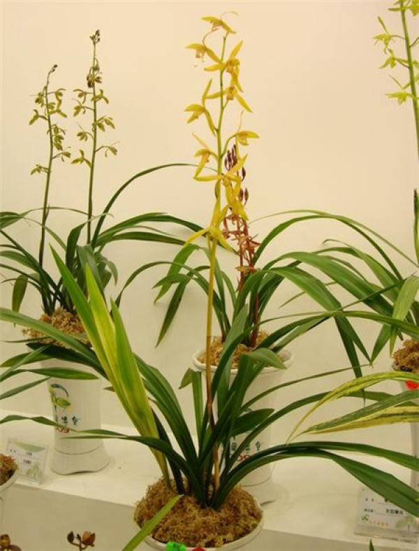 Potted Panax notoginseng