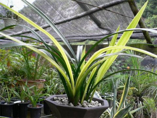Potted Cymbidium sinense