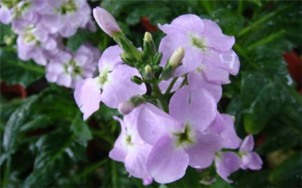 violet