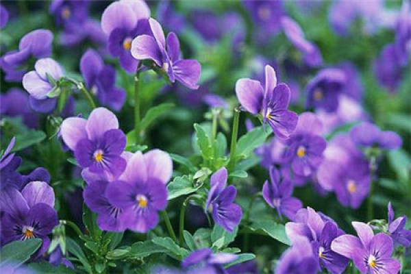 violet