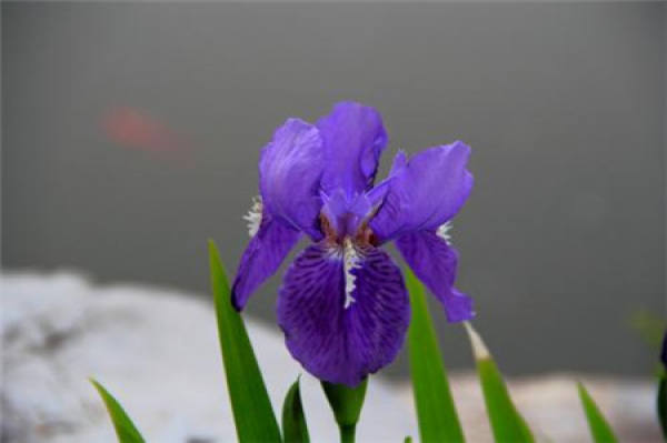 Solitary Violet