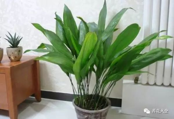 Folium Platyphylli