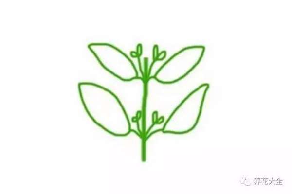 orchid