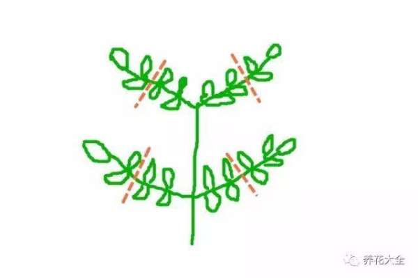 orchid