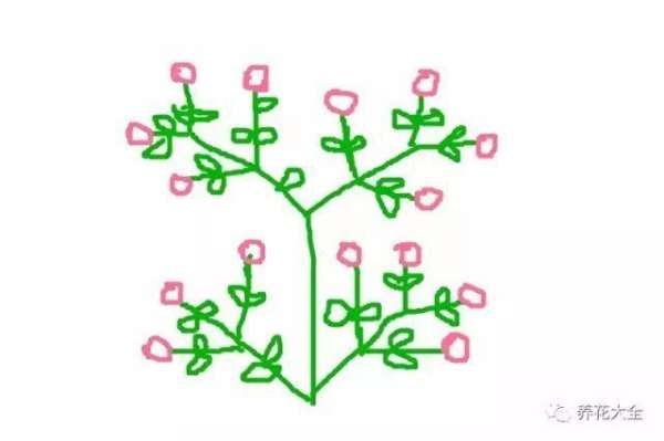 Seedling