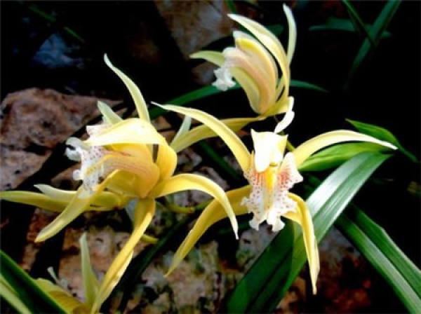Cymbidium grandiflorum