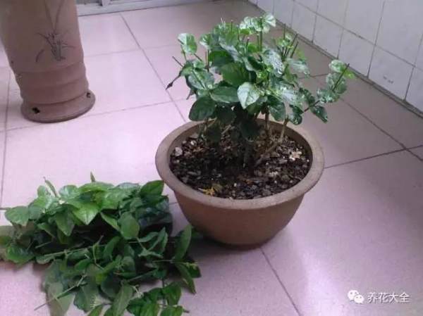 Jasmine