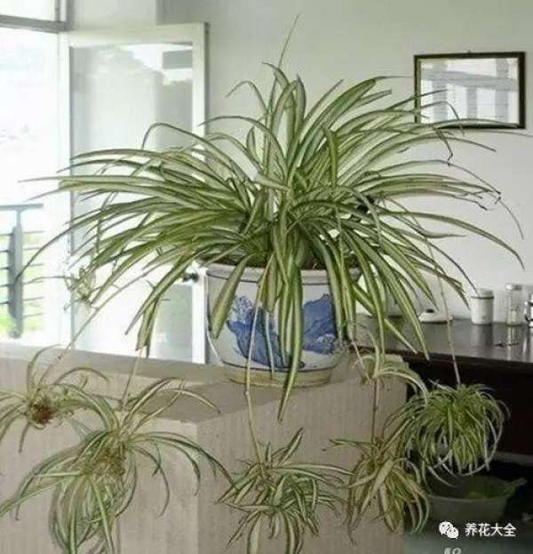 Chlorophytum comosum