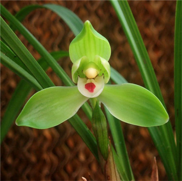 The flower of Cymbidium