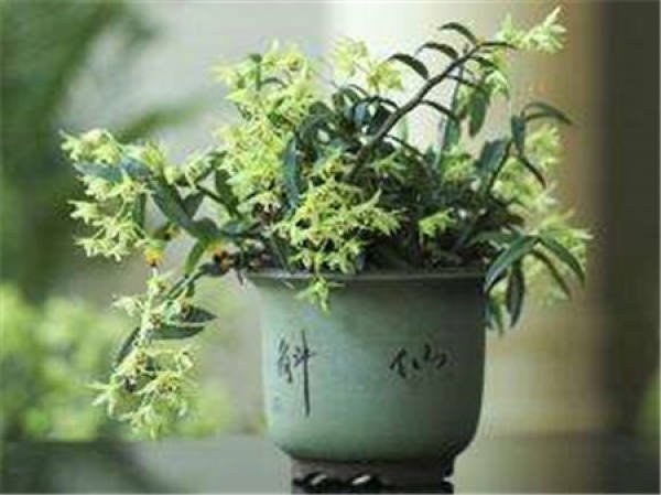 Dendrobium candidum
