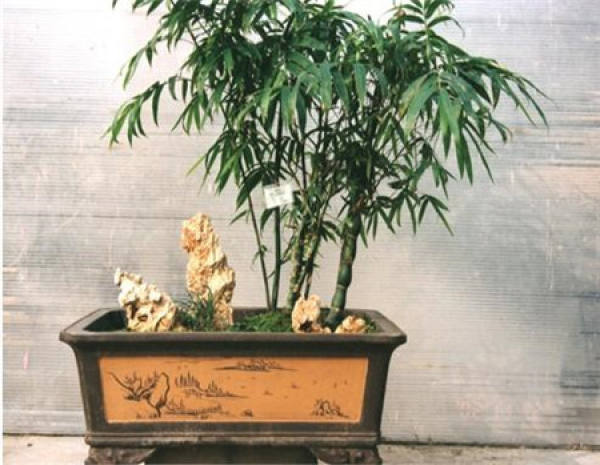 Potted bamboo