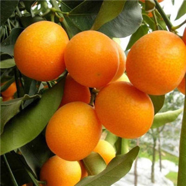 Potted kumquat