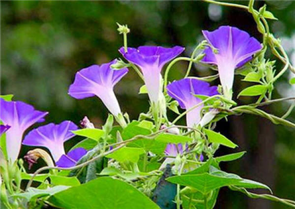 morning glory