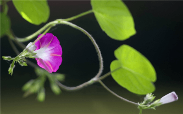 morning glory