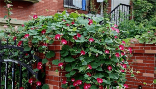 Morning Glory