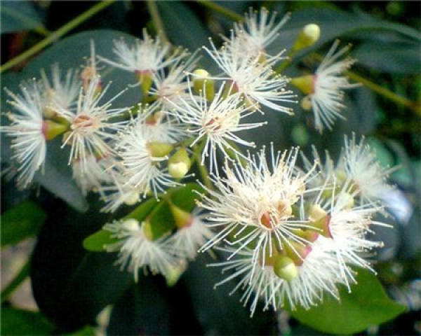 Syzygium hancei