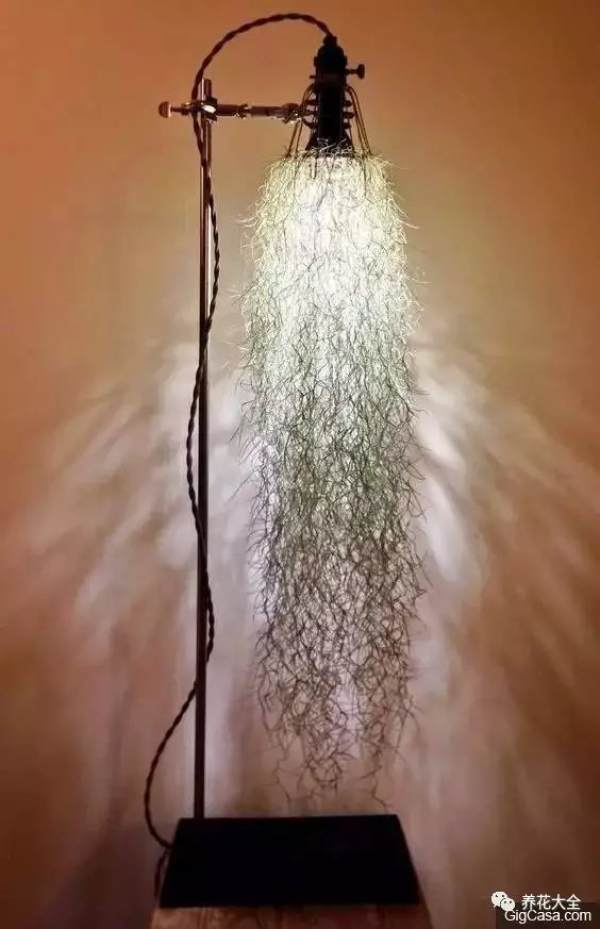 Air Grass