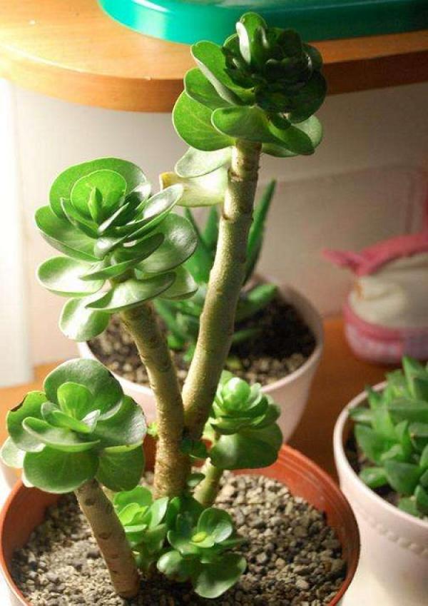 .. a well-grown tree, the money tree.