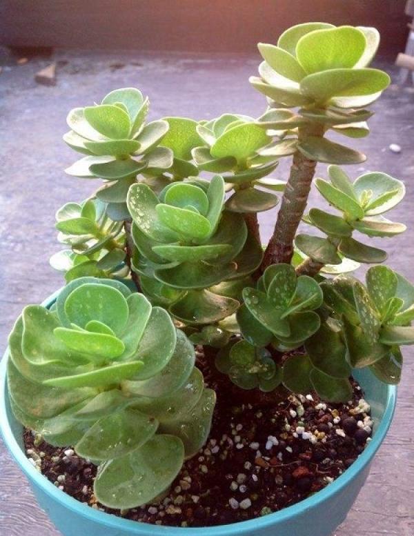 Money Wood Potted Plant
