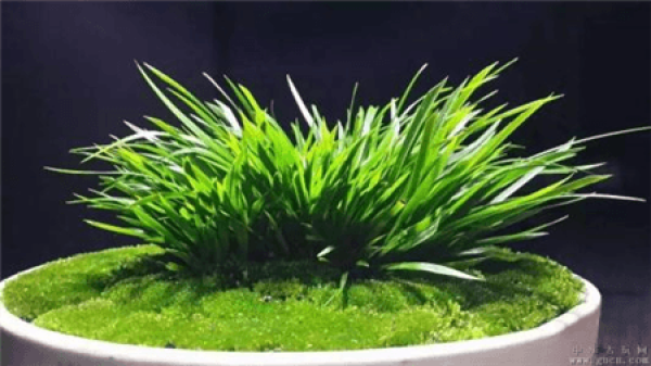 calamus