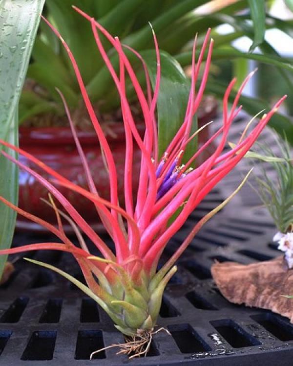 Air Pineapple in Pot