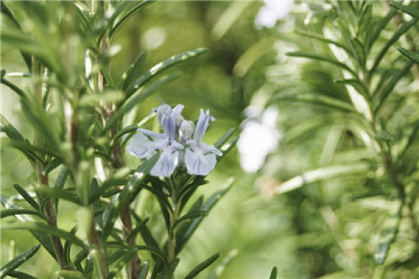 Rosemary flower Rosemary flower