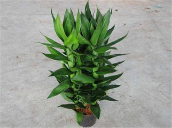Guanyin bamboo plant