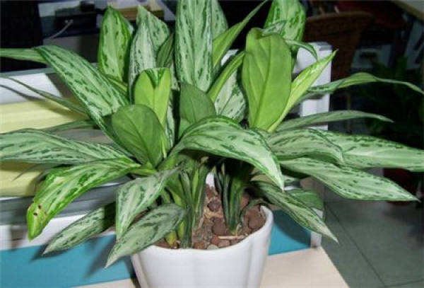 Silver Queen Plant