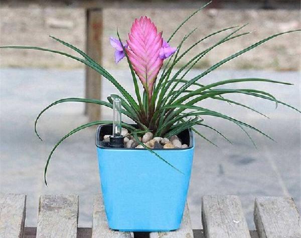 Potted Tillandsia