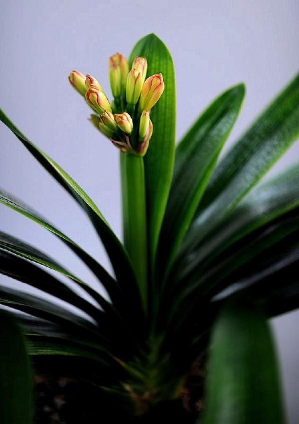 Clivia miniata bud