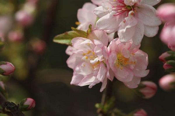 Plum wheat with double pink flower