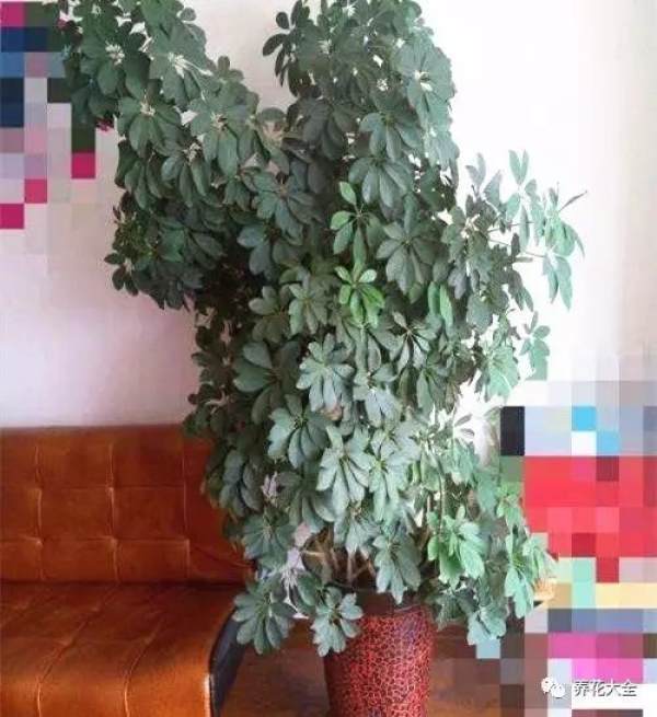 Schefflera japonica Thunb.
