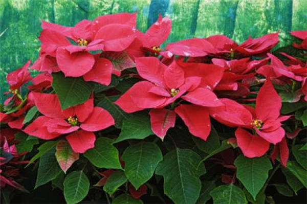 poinsettia plant