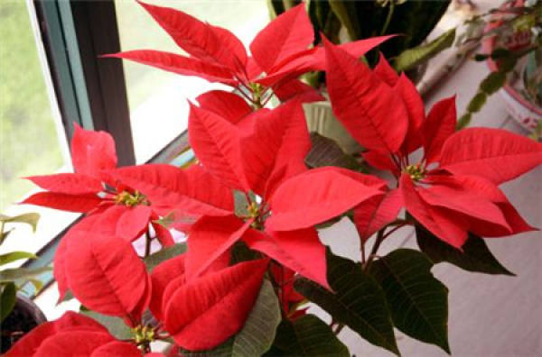 poinsettia plant
