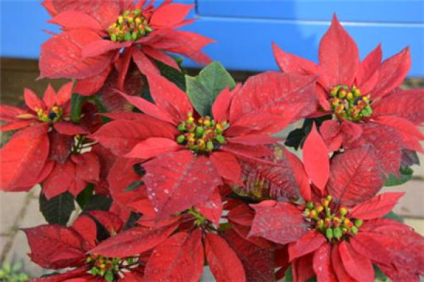 Euphorbia pulcherrima