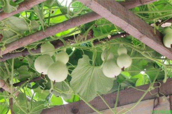 Gourd Vine