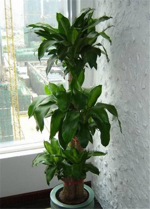 Brazilian wood potted plant