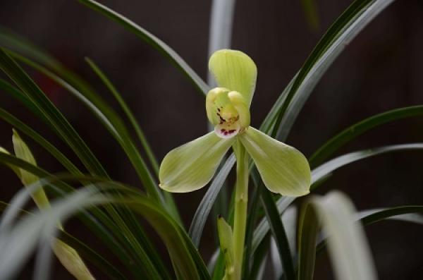 The flowers of an orchid
