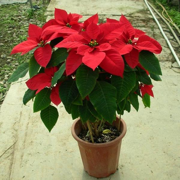 Potted poinsettia