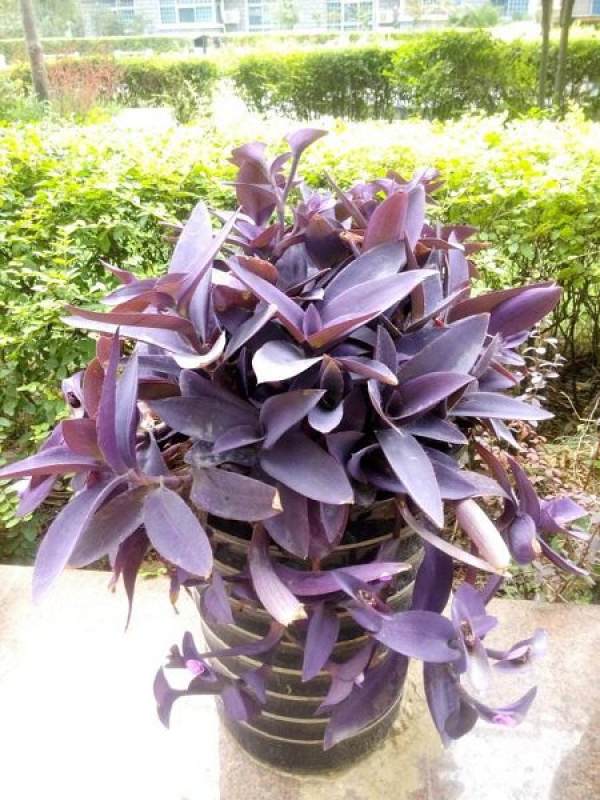 Wikstroemia purpurea